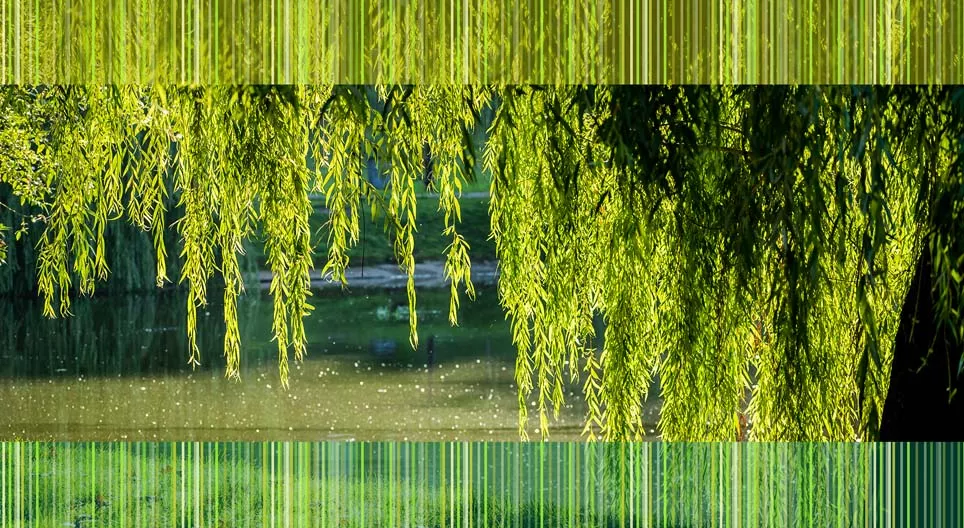 水辺の植物