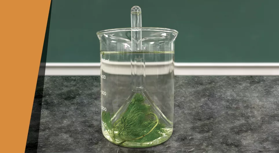 自家製酸素