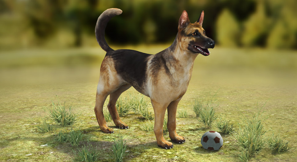 家犬