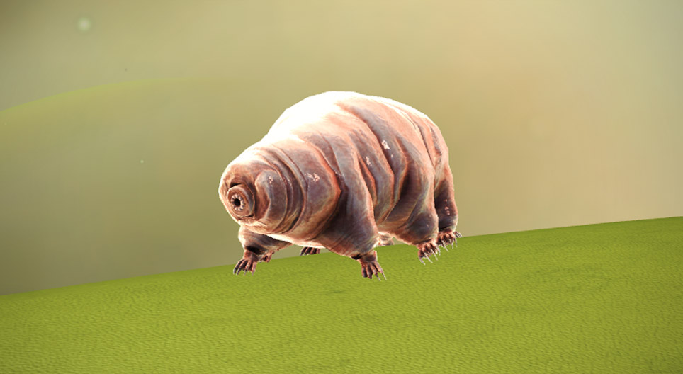 緩歩動物（クマムシ）