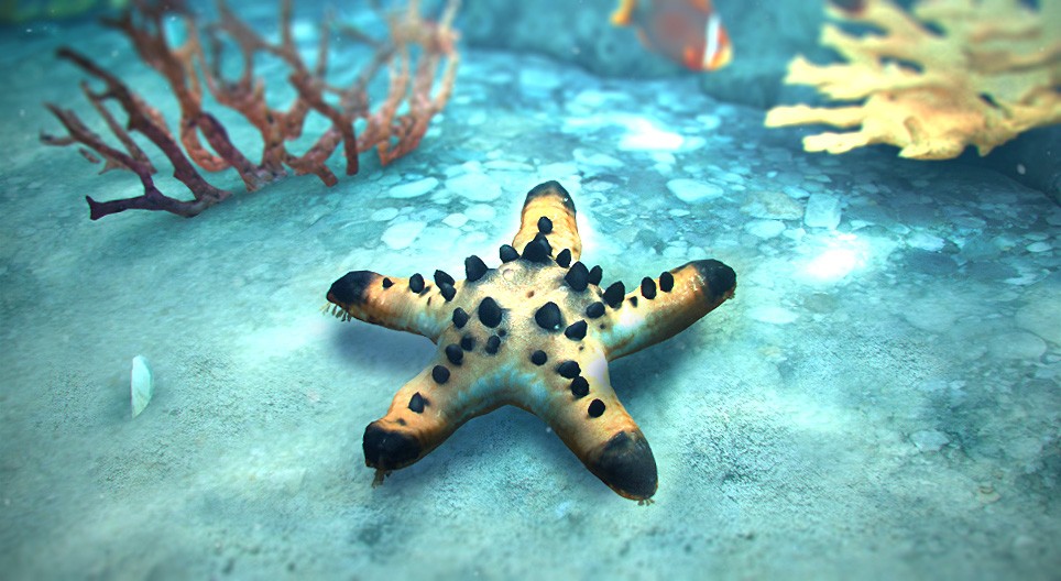 mozaik3D/BIO/allat/starfish/960.jpg