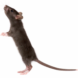 鼠