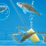 水族箱里的鱼