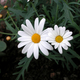 牛眼菊