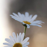 法兰西菊