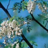 ブラックイナゴの花