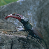 カブトムシ