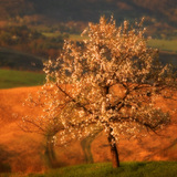 桜の花