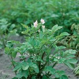 ジャガイモ植物