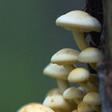 真菌