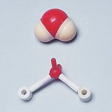물 분자의 공간 채움 모형 및 공-막대모형