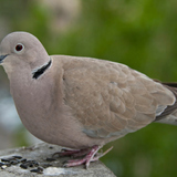 鳩