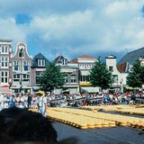 アルクマールチーズ市場