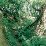 黄土高原