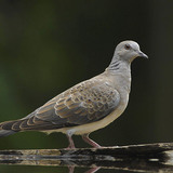 ヨーロッパのカメの鳩