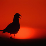 カモと一緒の夕焼け