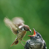 若い一般的な鳩を食べる鳥