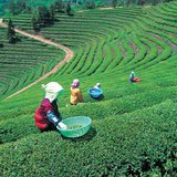 日本的茶园