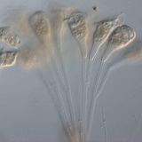 藻菌植物单细胞生物（等枝虫属）