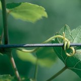 A szőlő kapaszkodó szára, a kacs
