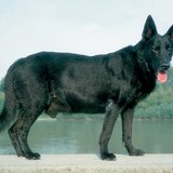 犬