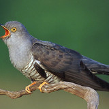 少年コモン鳩