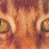 阳光下的猫眼
