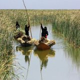 هور الحمار