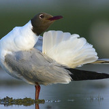 ユリカモメ