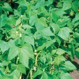 豆科植物