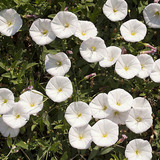 田旋花