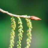 黑杨树的雌花