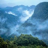 中美洲的雨林