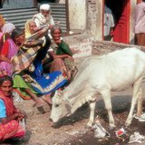 インドの通りの聖なる牛