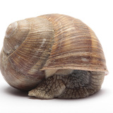 罗马蜗牛