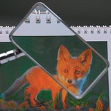 정렌즈