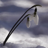 共通の雪だるま