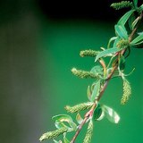 白柳树的雌花