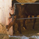 馬を食べる藁