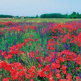 田野里的罂粟