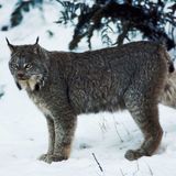山猫