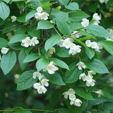 茉莉花