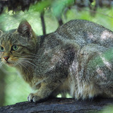 野猫