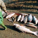 2000年蒂萨河氰化物泄漏事件后的死鱼