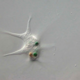 阿米巴变形虫吞食细菌