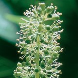 葡萄植株的花