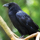 カラス