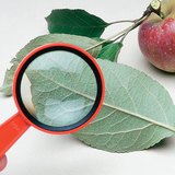 リンゴの木の葉を調べる