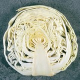 卷心菜