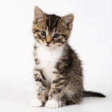 子猫